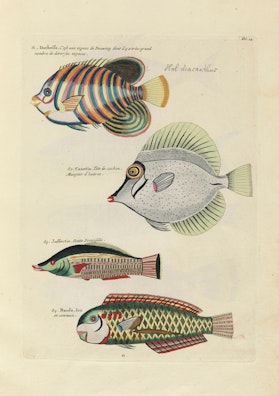 Insects and Fish with Island Background – Product – The Public Domain ...