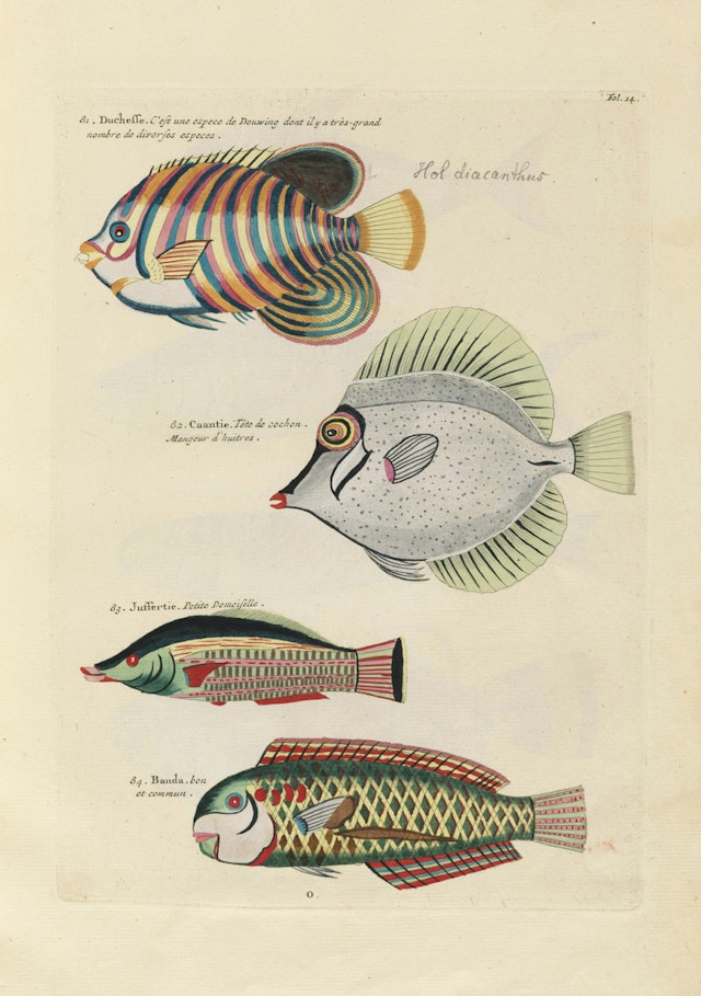 Louis Renard's Fish, Folio 14