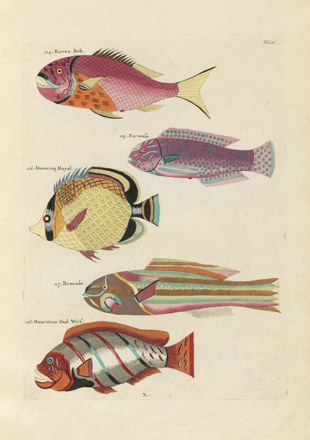 Louis Renard's Fish, Folio 21 Product The Public