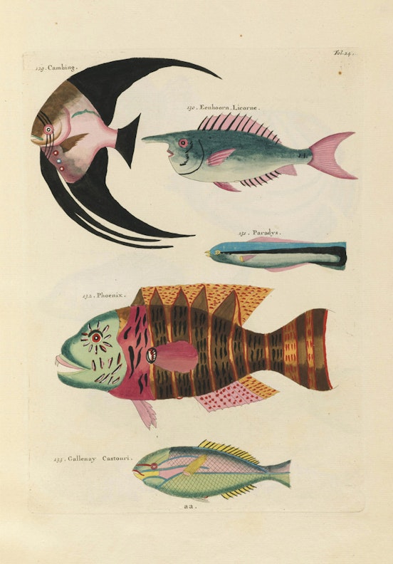 Louis Renard's Fish, Folio 24