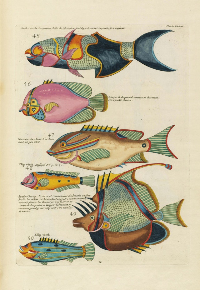 Louis Renard's Fish, Plate X