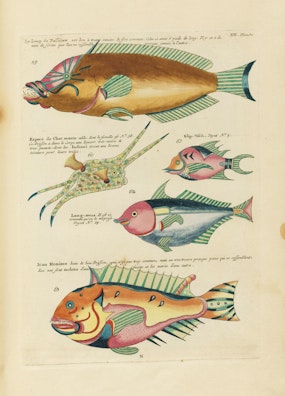 Louis Renard's Fish, Plate XIII