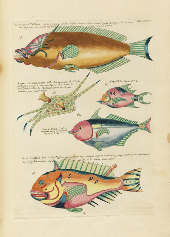 Louis Renard's Fish, Plate XIII