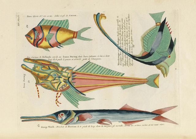 Louis Renard's Fish, Plate XIV