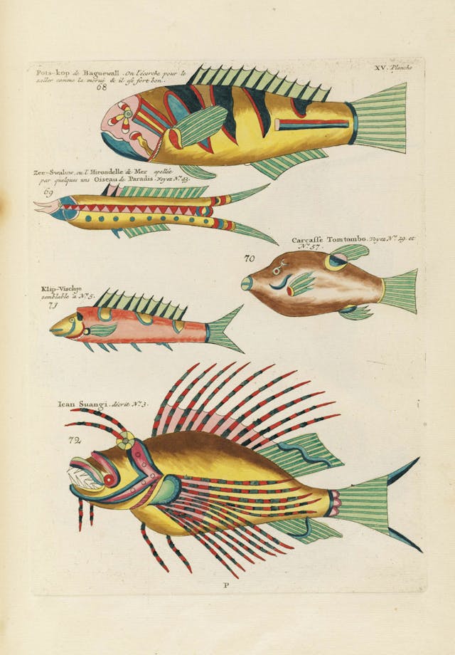 Louis Renard's Fish, Plate XV