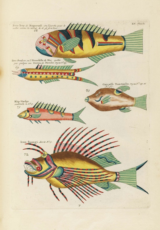 Louis Renard's Fish, Plate XV