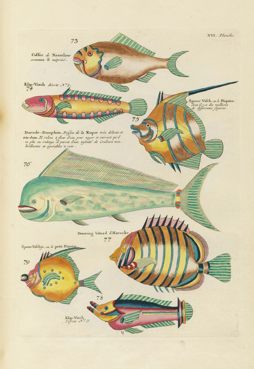 Louis Renard's Fish, Plate XVI Product The Public