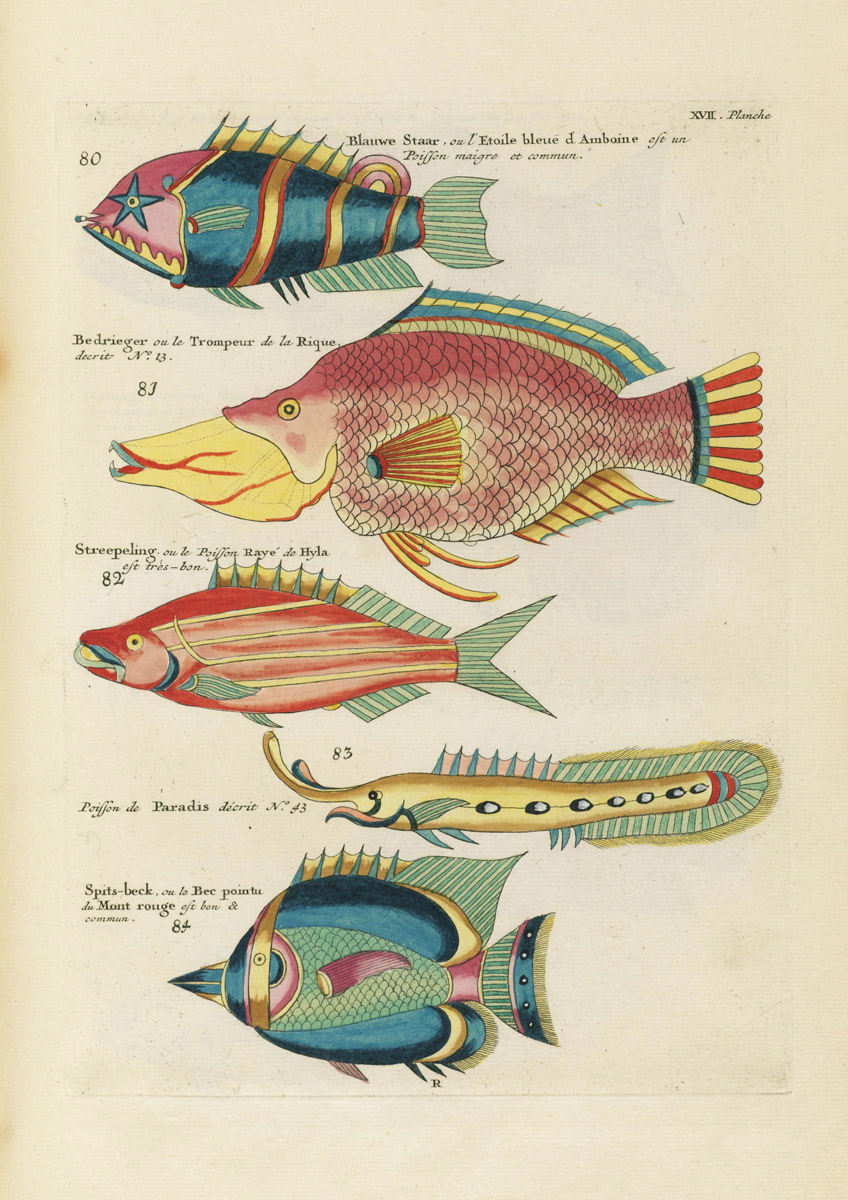 Louis Renard's Fish, Plate Xvii – Product — The Public Domain Review