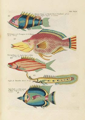 Louis Renard's Fish, Plate XVII
