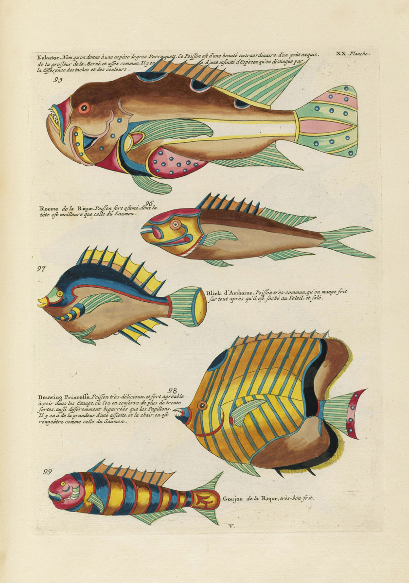 Louis Renard's Fish, Plate XX – Product — The Public Domain Review