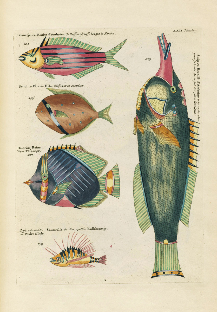 Louis Renard's Fish, Plate XXII – Product — The Public Domain Review