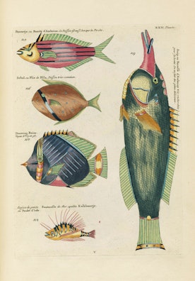 Louis Renard's Fish, Plate XXII