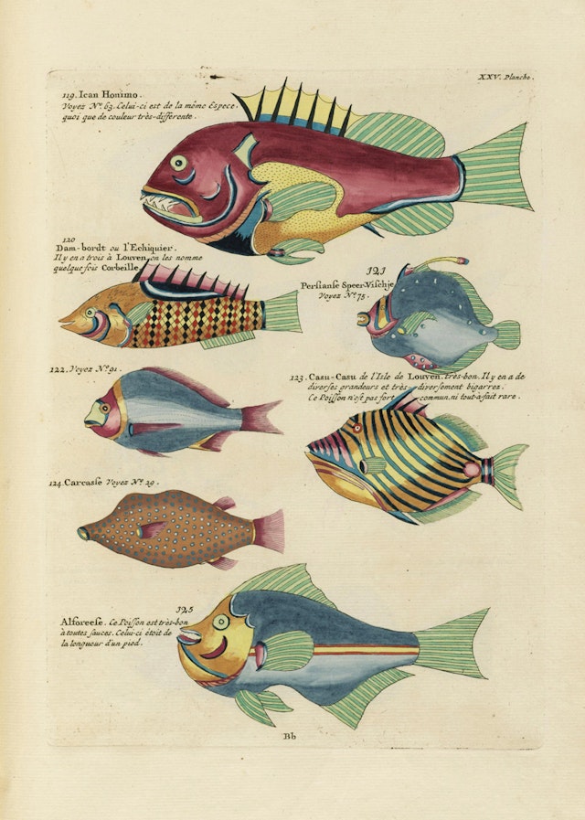 Louis Renard's Fish, Plate XXV – Product – The Public Domain Review