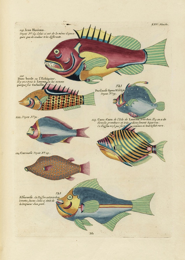 Louis Renard's Fish, Plate XXV