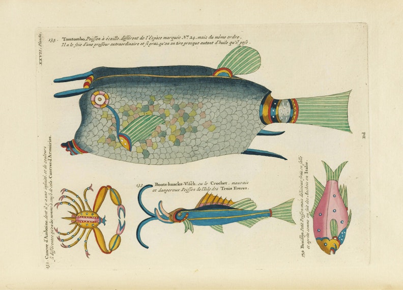 Louis Renard's Fish, Plate XXVII