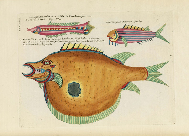Louis Renard's Fish, Plate XXX