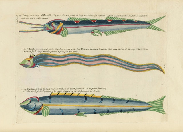 Louis Renard's Fish, Plate XI