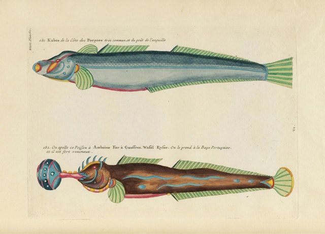 Louis Renard's Fish, Plate XLII