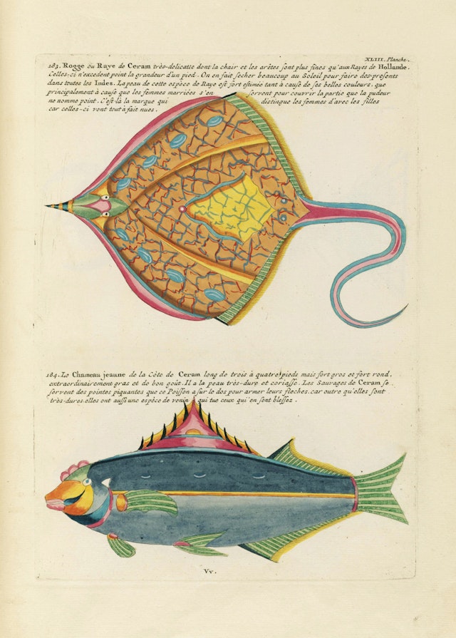 Louis Renard's Fish, Plate XLIII