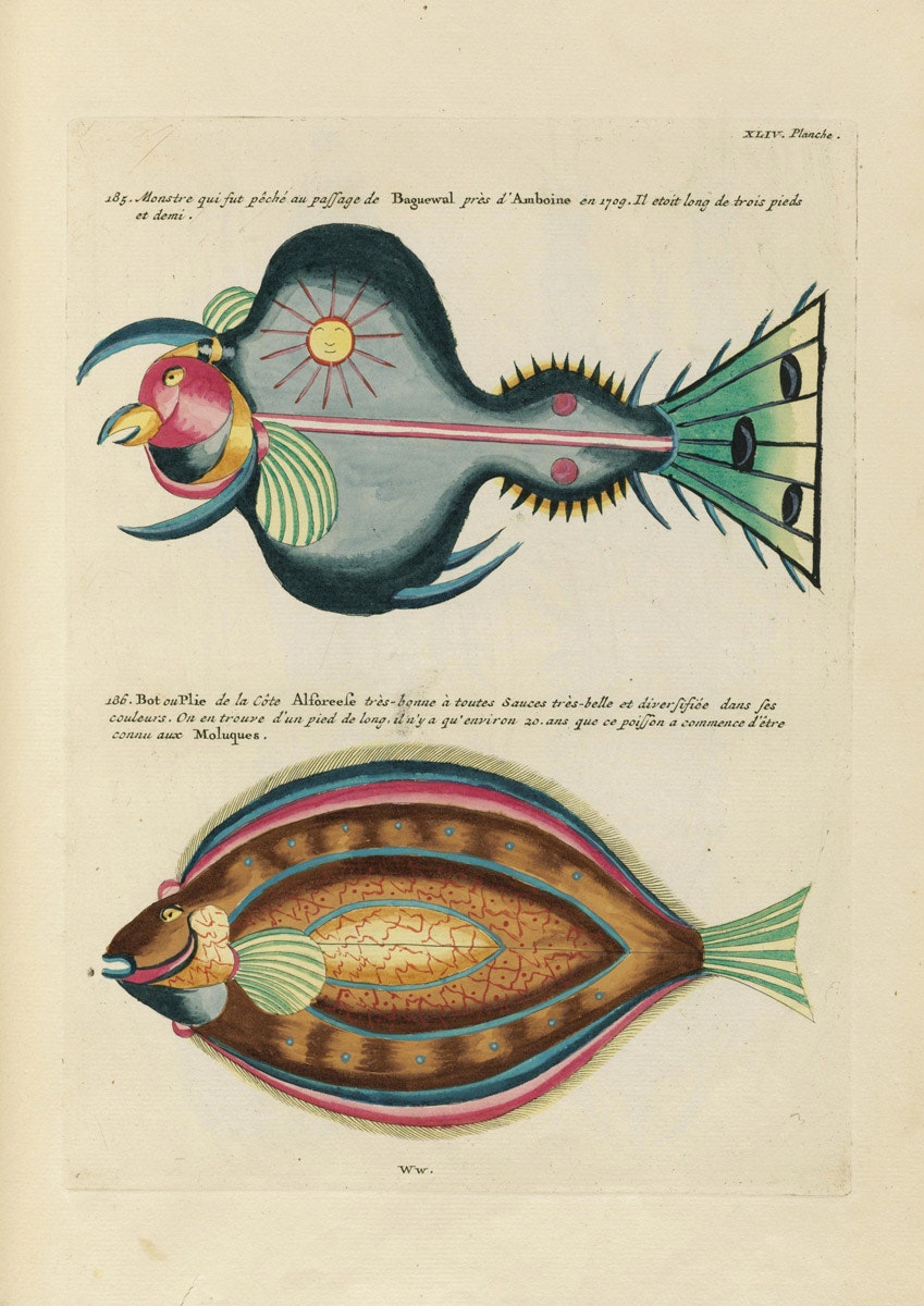 Fishes, exotic illustrations poster - Les Jolies Planches