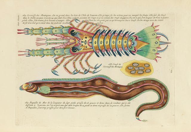 Louis Renard's Fish, Plate XLV