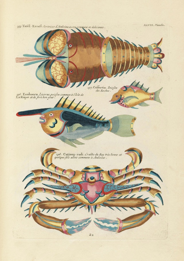 Louis Renard's Fish, Plate XLVII
