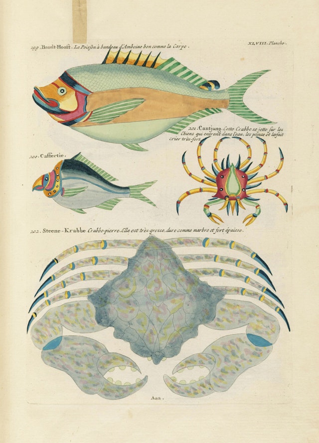 Louis Renard's Fish, Plate XLVIII