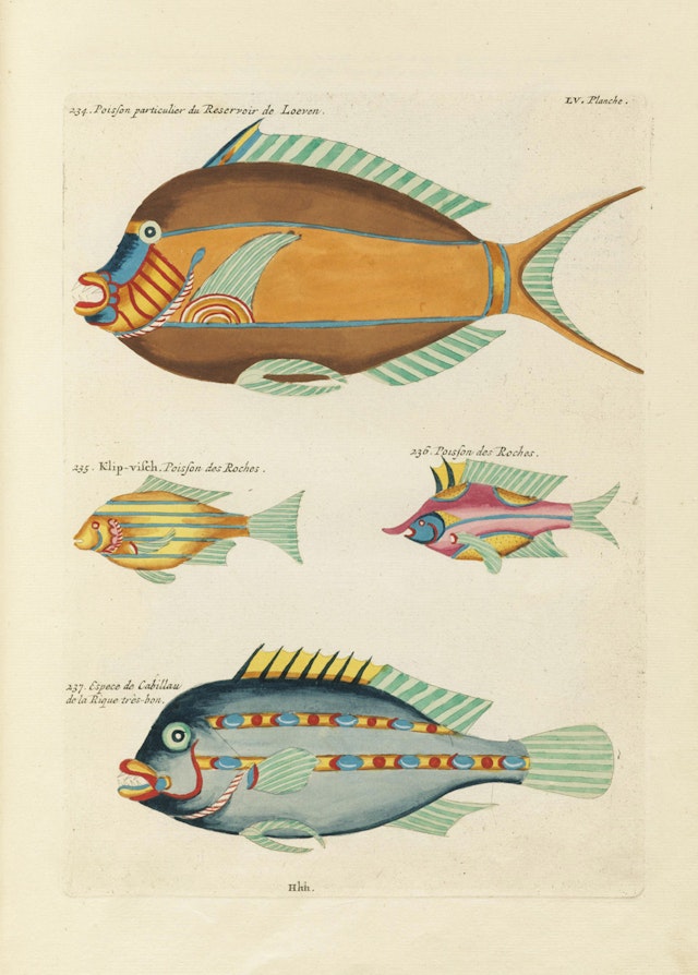 Louis Renard's Fish, Plate LV