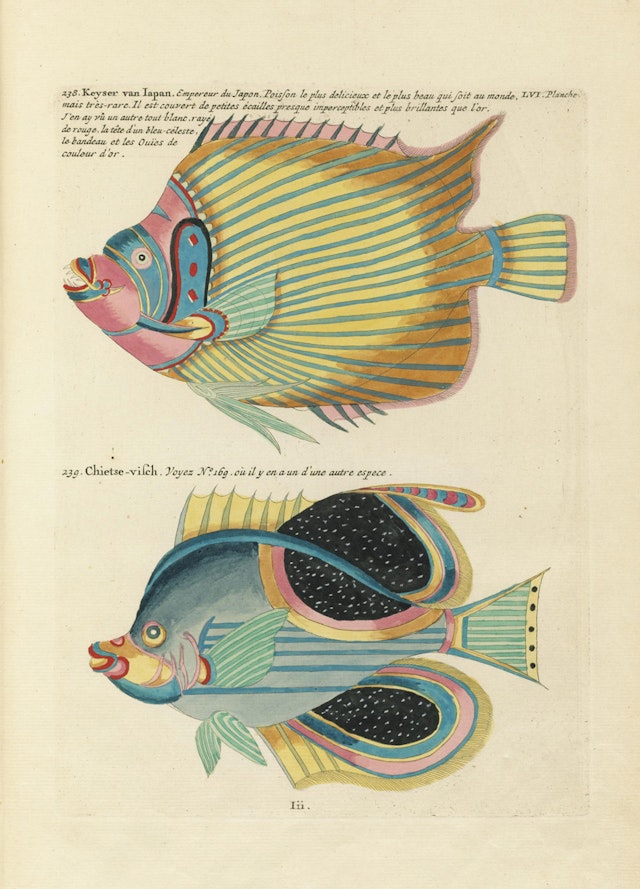 Louis Renard's Fish, Plate LVI