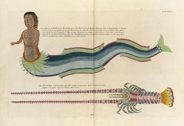 Louis Renard's Fish, Plate LVII