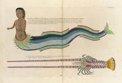 Louis Renard's Fish, Plate LVII