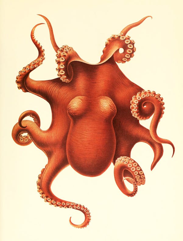 Octopus