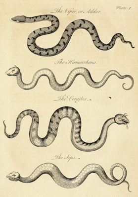 Essay Towards a Natural History of Serpents, Plate I