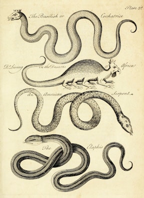 Essay Towards a Natural History of Serpents, Plate III