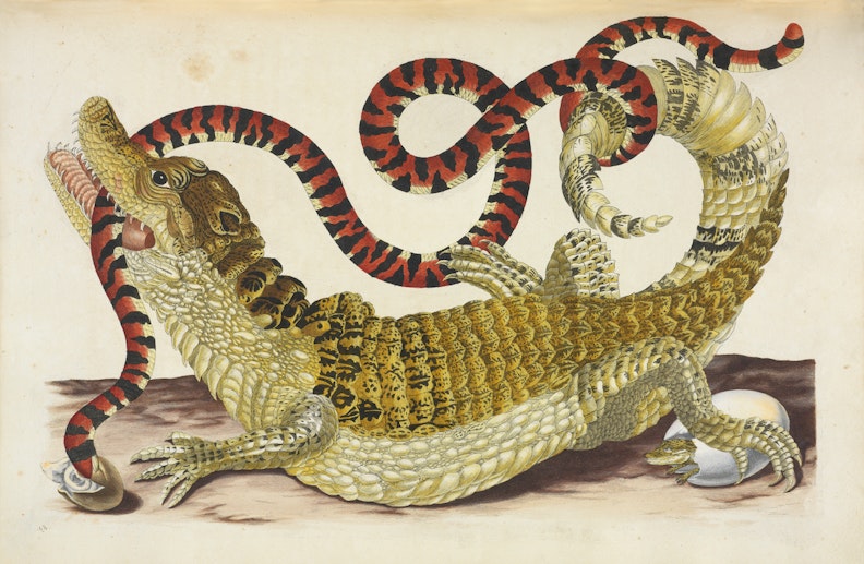 A Crocodile Devouring a Water Snake - Google Art Project - PICRYL - Public  Domain Media Search Engine Public Domain Search