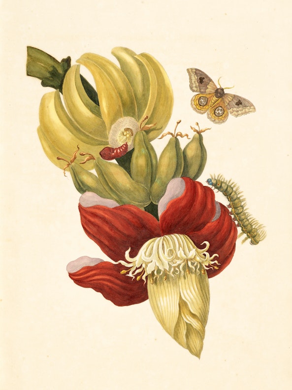 Banana Tree Flower with Io Moth