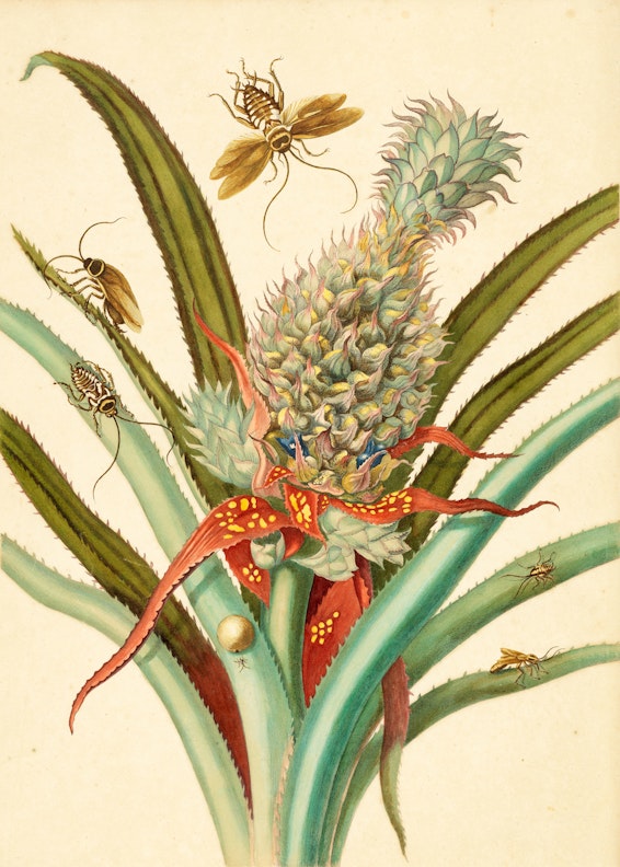 Pineapple with Australian and German Cockroaches