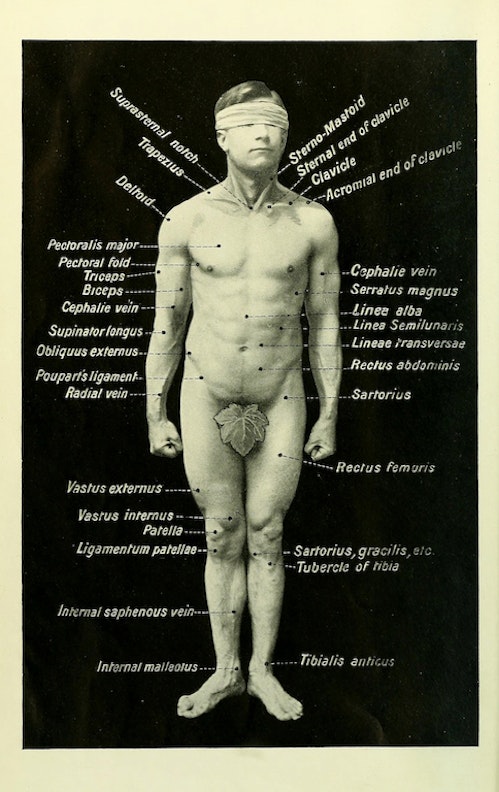 Diagram of the Body's Surface Marks, with Fig Leaf
