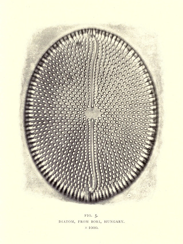 Diatom, from Bori, Hungary