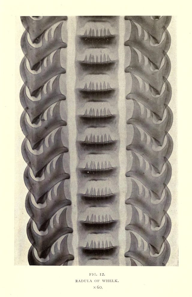 Radula of Whelk