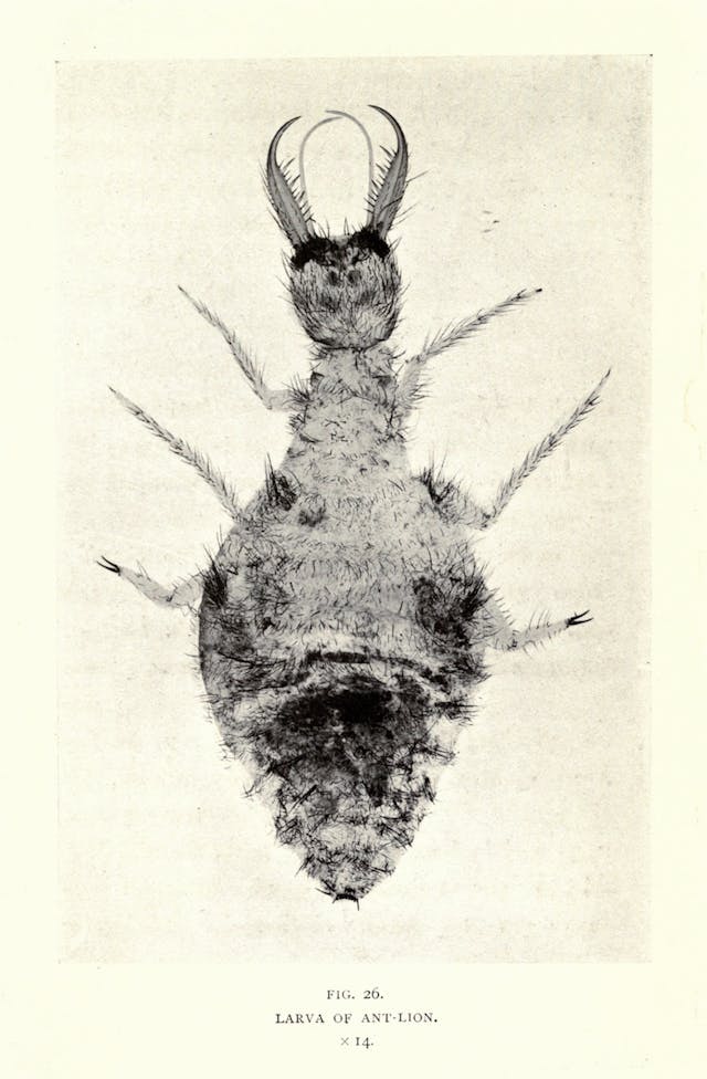 Larva of Ant-Lion