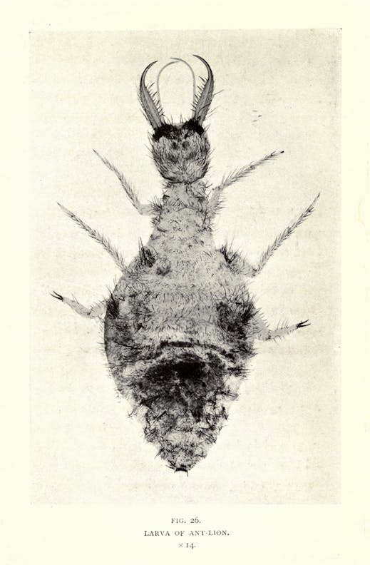 Larva of Ant-Lion