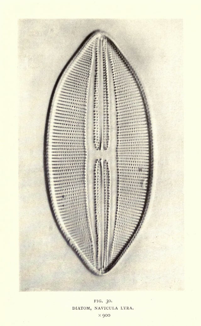 Diatom, Navicula Lyra