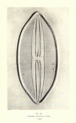 Diatom, Navicula Lyra