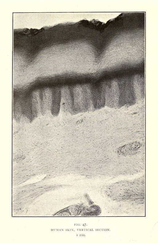 Human Skin, Vertical Section