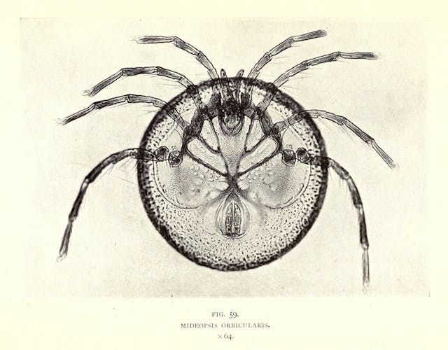 Mideopsis Orbicularis