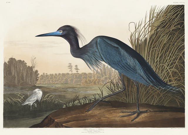 Blue Crane or Heron