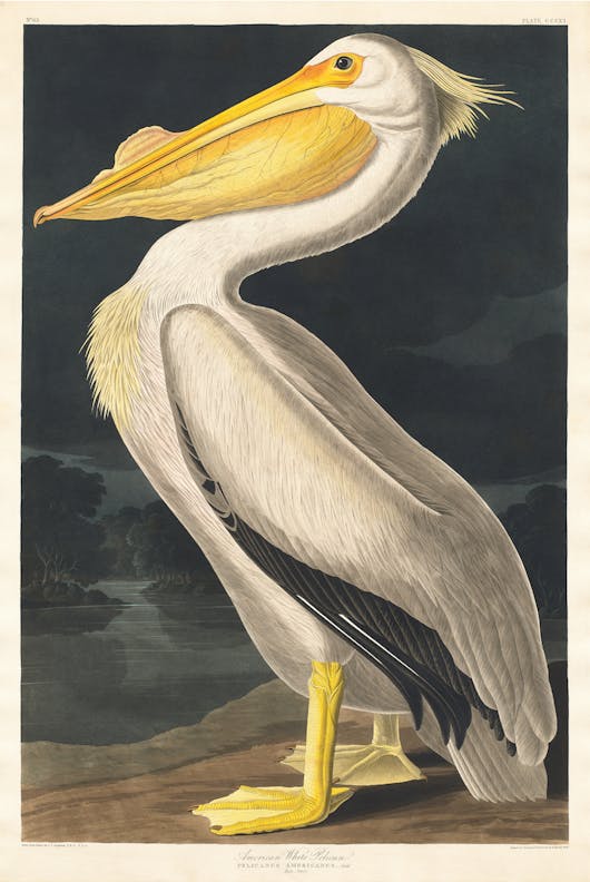 American White Pelican