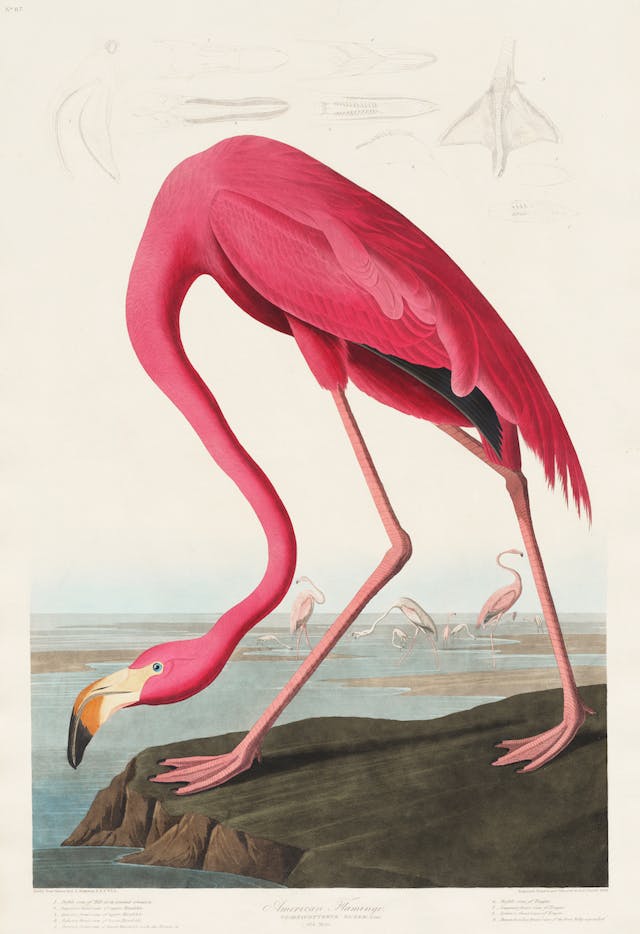 American Flamingo