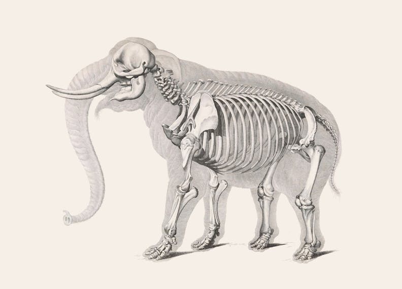 Elephant Skeleton